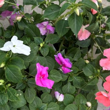 Impatiens 'Beacon® Pearl Island Mix' - 3 1/2" Pot