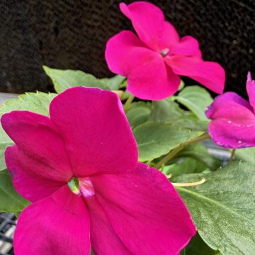 Impatiens 'Beacon® Chicago Mixture' - 3 1/2" Pot