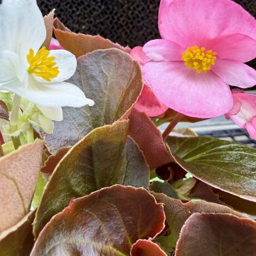 Begonia 'Bada Boom® Mix' - 3 1/2" Pot