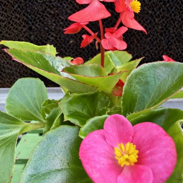 Begonia 'Bada Bing® Mix' - 3 1/2" Pot