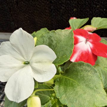Impatiens 'Imara® XDR Mixture' - 3 1/2" Pot