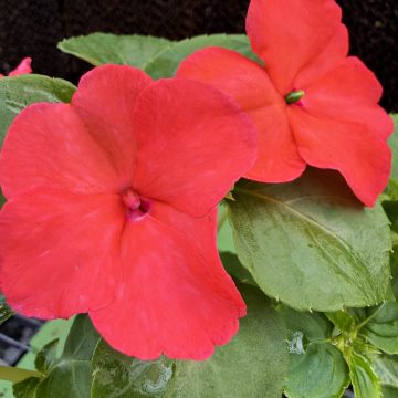 Impatiens Imara® Wagner Paradise Mix - 3 1/2" Pot