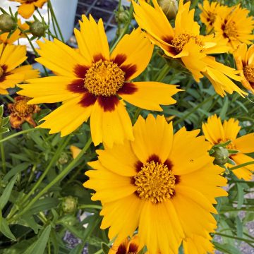 Coreopsis 'Baby Sun', Size #1