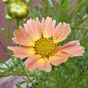 Coreopsis 'Crème Caramel™', Size #1