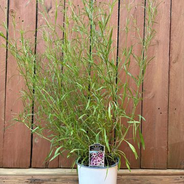 Coreopsis 'Heaven Gates', Size #1