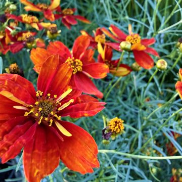 Coreopsis 'SIZZLE & SPICE® Crazy Cayenne', Size #1