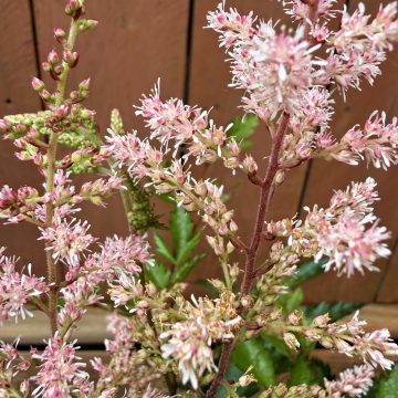 Astilbe 'Pretty In Pink', Size #1