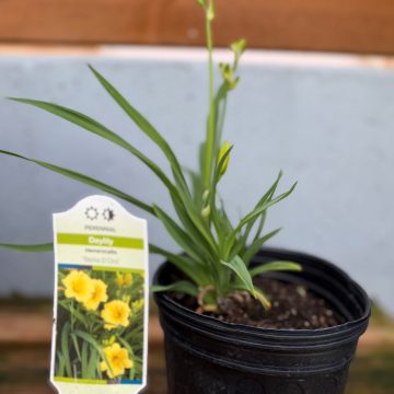 Hemerocallis 'Stella d'Oro', Size #1