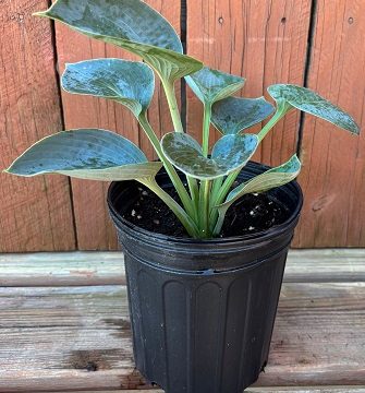 Hosta 'Blue Umbrellas', Size #1