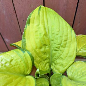 Hosta 'Stained Glass', Size #1
