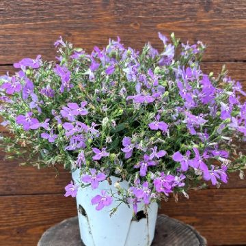 Lobelia 'HOT+ Electric Purple' - 4 1/3" Pot