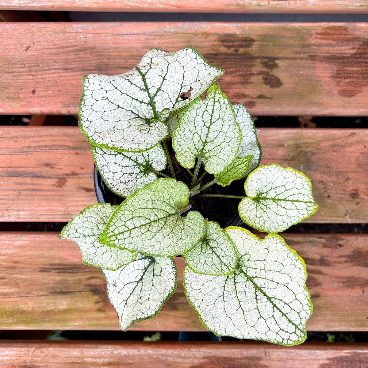 BRUNNERA 'ALEXANDRIA', SIZE #1