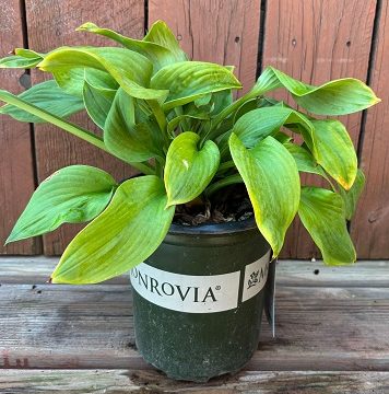 Hosta 'Rosedale Golden Goose', Size #1