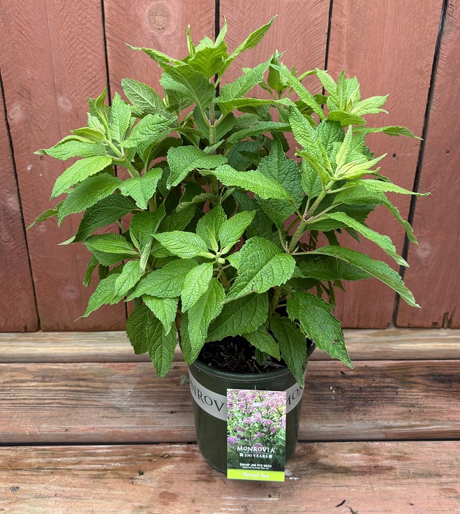 Euatorium 'Baby Joe', Size #1