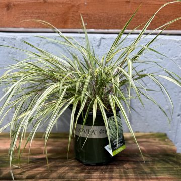 Hakonechloa 'Lime Zest™', SIZE #1