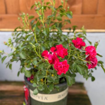 Nitty Gritty™ Red Rose, Size #2