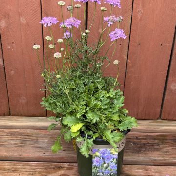 Scabiosa 'Laurie', Size #1