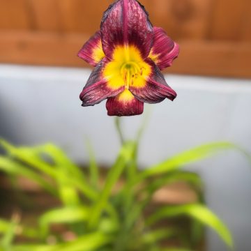 Hemerocallis 'Night Beacon', Size #1