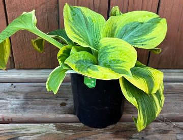 Hosta 'Climax', Size #1