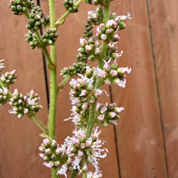 Astilbe 'Taquetii', Size #1