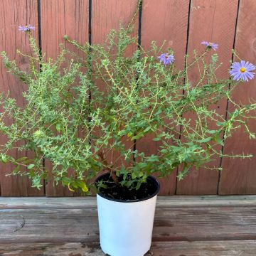 Aster 'Billowing Violet', Size #1