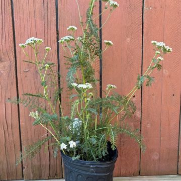 Achillea 'New Vintage White', Size #1