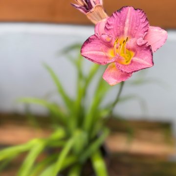 Hemerocallis 'Entrapment', Size #1