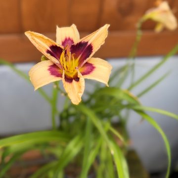 Hemerocallis 'Moonlit Masquerade', Size #1