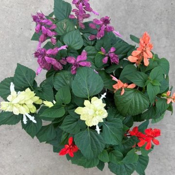 Salvia 'Vista™ Mix'- 3.5" Pot
