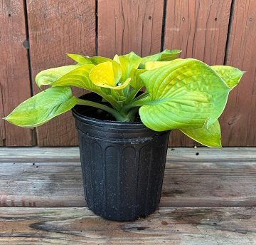 Hosta 'Maui Buttercups', Size #1