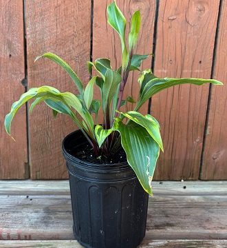 Hosta 'Monkey Business', Size #1