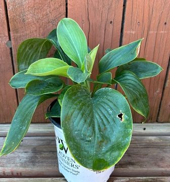 Hosta 'Shadowland® Giant Empress Wu', Size #1
