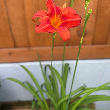 Hemerocallis 'Alabama Jubilee', Size #1