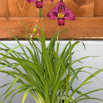 Hemerocallis 'Kansas Kitten', Size #1