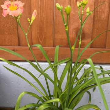 Hemerocallis 'Elegant Candy', Size #1