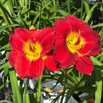 Hemerocallis 'Passion For Red', Size #1