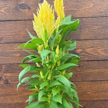 Celosia 'Fresh Look Yellow' - 4 1/3" Pot