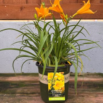 Hemerocallis 'Stella d'Oro', Size #1