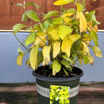 Prairie Fire Dogwood, Size #2