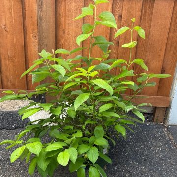 Prairie Fire Dogwood, Size #2