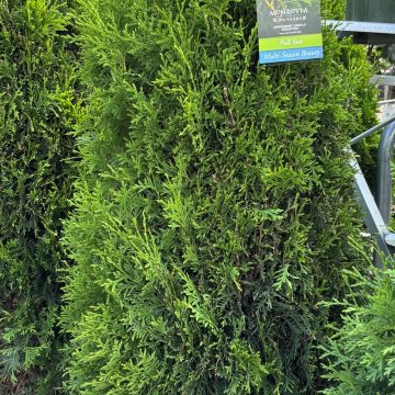 UpStanding™ Emerald Arborvitae, Size #5