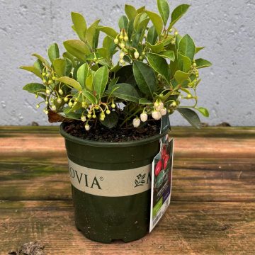 Gaultheria 'Cherry Berries™', Size: Quart
