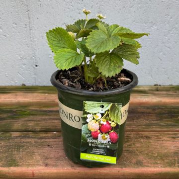 Eversweet Strawberry, Size #1