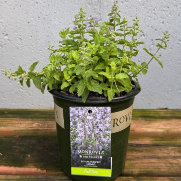 Nepeta 'Picture Purrfect', SIZE #1