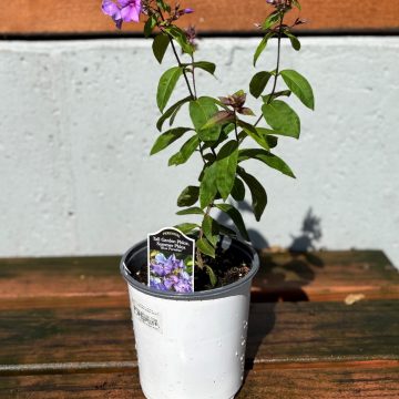 Phlox 'Blue Paradise', Size #1
