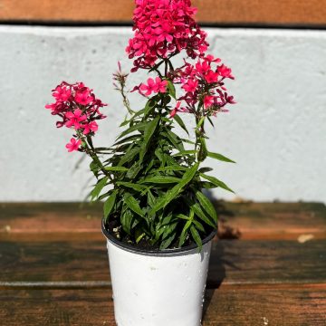 Phlox 'Early® Red', Size #1