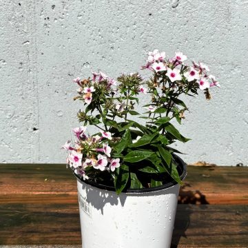 Phlox 'Early® Blush Pop', Size #1