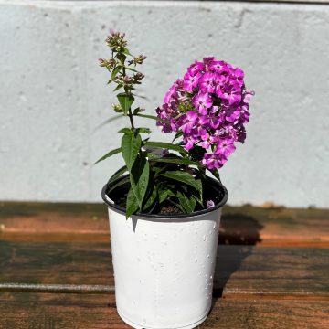 Phlox 'Early® Purple Eye', Size #1