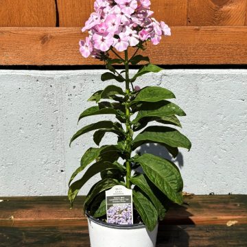 Phlox 'Garden Girls® Fancy Girl', Size #1