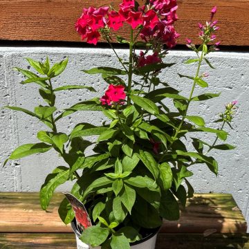 Phlox 'Flame™ Red', Size #1
